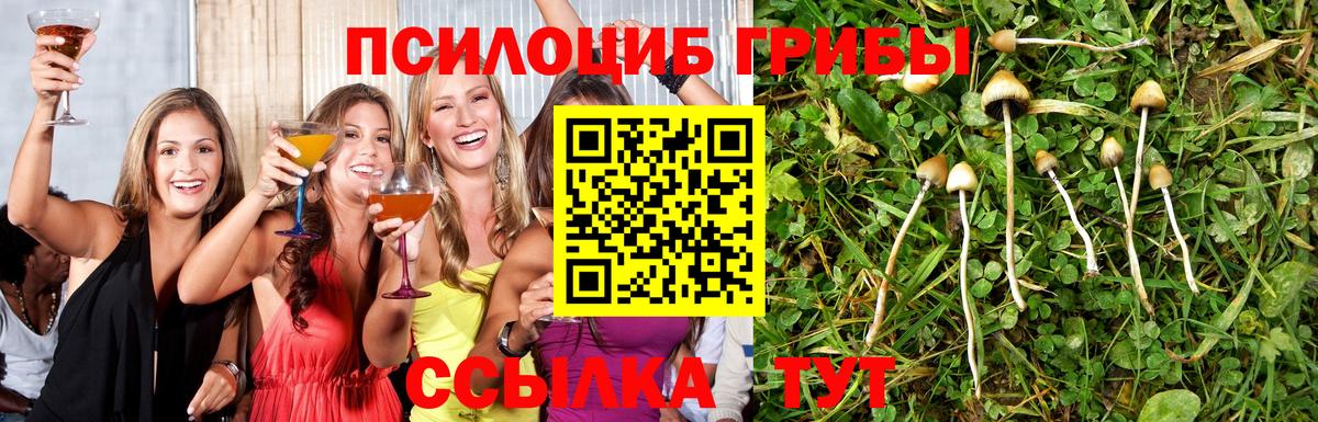 Галлюциногенные грибы Psilocybe Камышлов